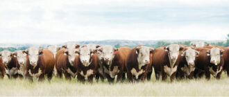 Проект фермы для откорма бычков крупного рогатого скота