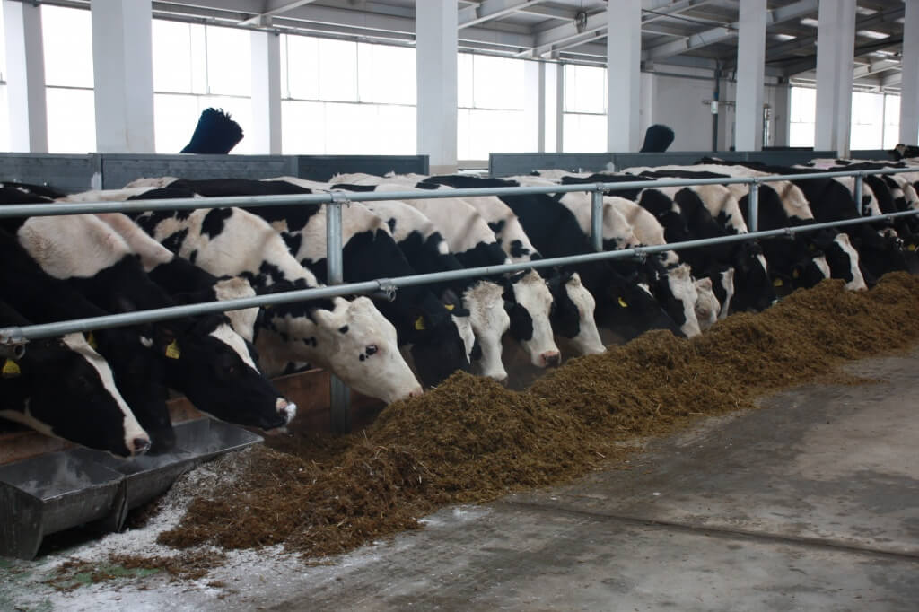 Молочно-товарная ферма для крестьянских фермерских хозяйств
