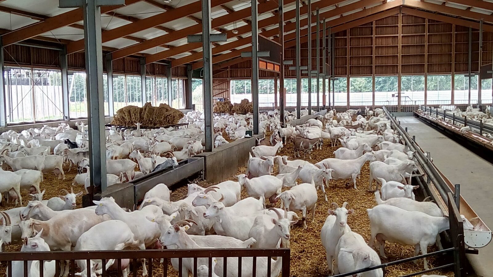 Козоводческая ферма на 2000 фуражных коз