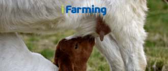 Программа выращивания козлят на козоводческих фермах и комплексах