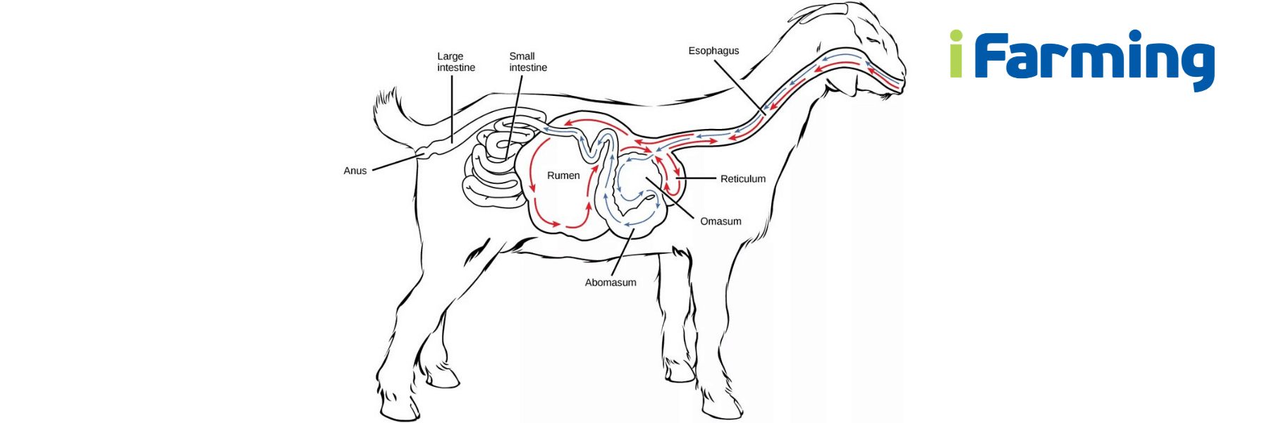 Анатомическое строение пищеварительного тракта козлят