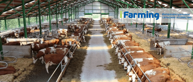 Субсидия на модернизацию молочно-товарной фермы
