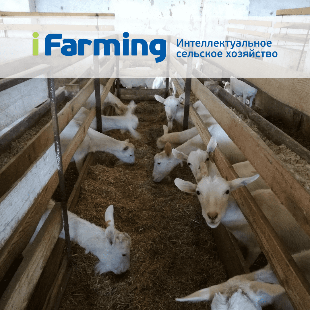 Послеродовой период – очень важный как для козы и её здоровья, так и для продуктивности и экономики всей фермы.