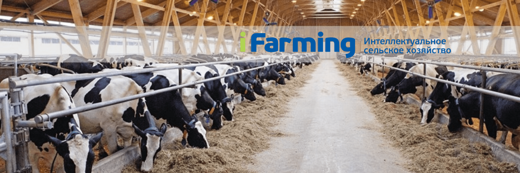 Заставка проекта iFarming - роботизированная молочная ферма на 430 коров.