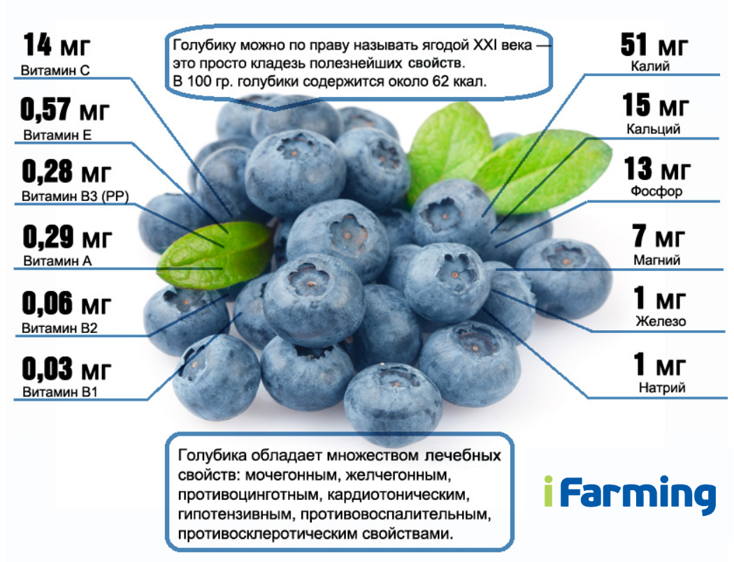 Технология возделывания голубики