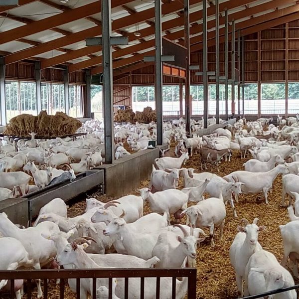 Козоводческая ферма на 2000 фуражных коз