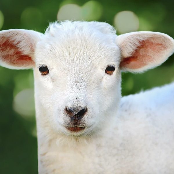 Технологический проект мясной овцеводческой фермы